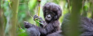 Gorilla trekking safaris and tours in Uganda, Rwanda and DR Congo